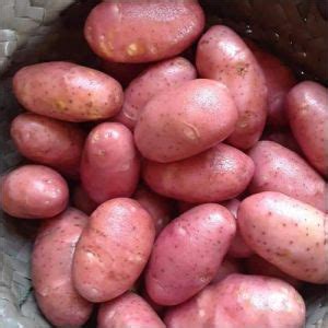 Chandramukhi Potato,Red Potato Manufacturer Exporter from Sambhal India