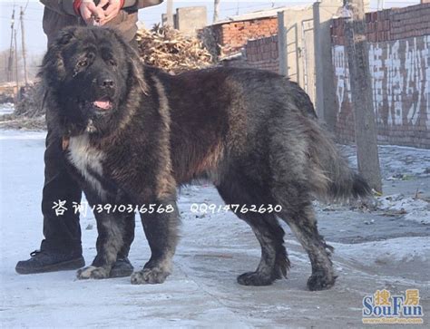 高加索犬原产于苏联高加索地区，是世界上体形最大的犬类之一 - 知乎