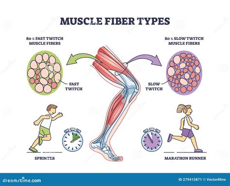 Slow Twitch And Fast Twitch Muscle Fiber Types Illustration ...