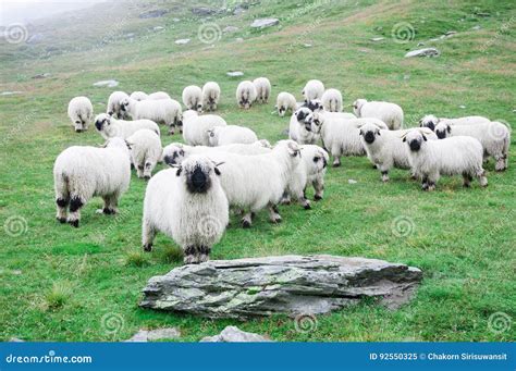Valais Blacknose Sheep at Zermatt, Switzerland. Stock Image - Image of ...