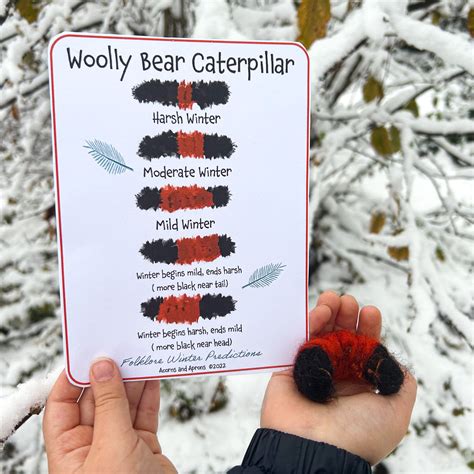 Woolly Bear Caterpillar Folklore EXTENDED With DIY CRAFTS - Etsy