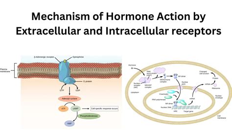 Action Potential - Definition, Properties, Generation, Mechanism, Conduction - Biology Notes Online