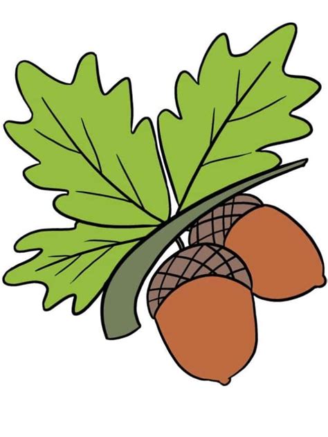 Image result for Acorns Tutorial