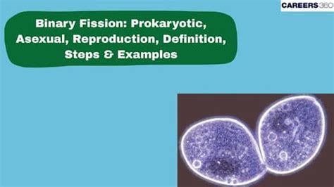 Image result for Binary Fission Examples