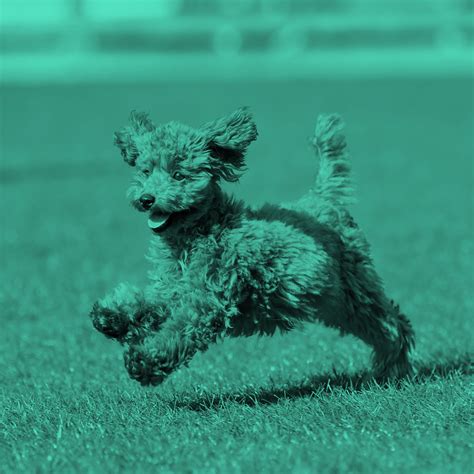 What Are Zoomies Dogs