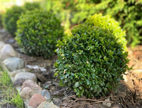 Ornamental Boxwood Shrubs