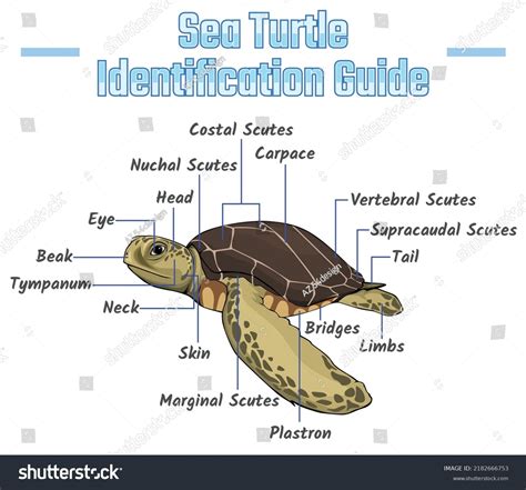 22 Sea Turtle Identification Images, Stock Photos, 3D objects ...