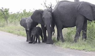 Image result for Baby Elephant Family Drawing