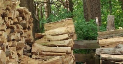 Can You Find Hidden Cat In Optical Illusion Viral Photo, Optical ...