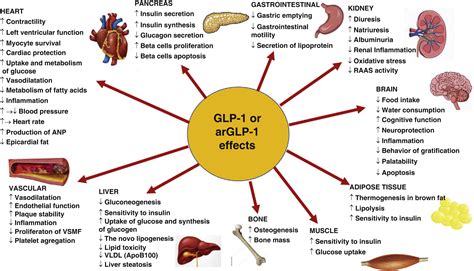Glucagon-like peptide 1(GLP-1) receptor agonists in the management of ...