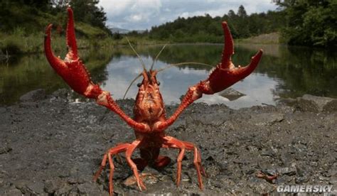 日本拟将小龙虾指定为外来入侵物种 禁止进口和贩卖 _ 游民星空 GamerSky.com