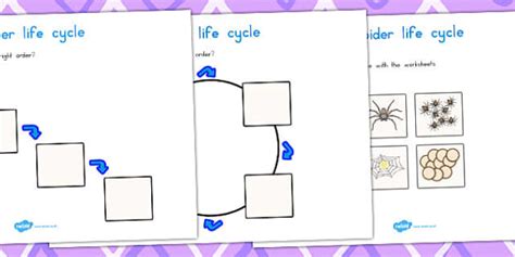 Spider Life Cycle Worksheets (teacher made) - Twinkl