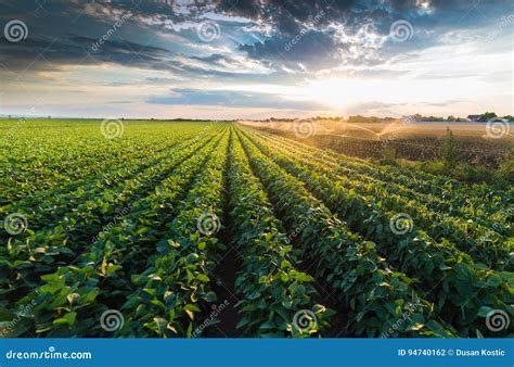 Irrigation System Watering a Crop of Soy Beans Stock Photo - Image of ...