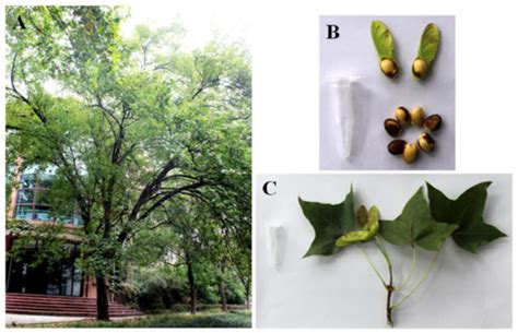 Genome Survey Sequencing of Acer truncatum Bunge to Identify Genomic ...