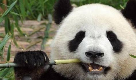 为什么大熊猫又被称作“炸毛怪”？ - 知乎