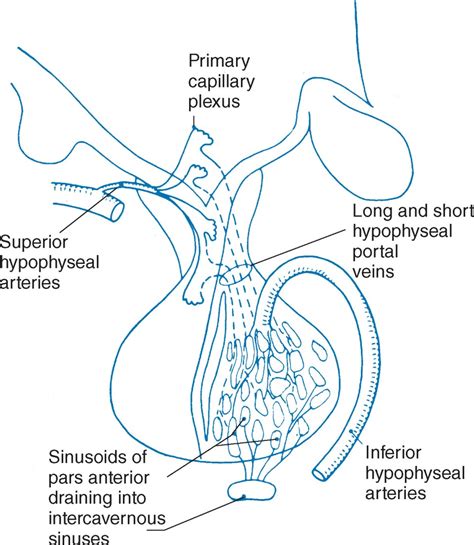 Image result for Thyroid Disease Classification Using Meachine Learning Algorithms