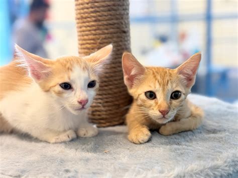 About | Praana Animal Foundation