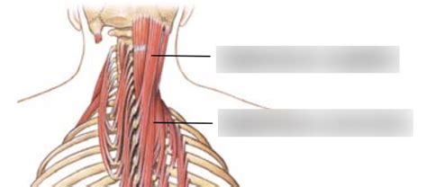 Splenius 的图像结果