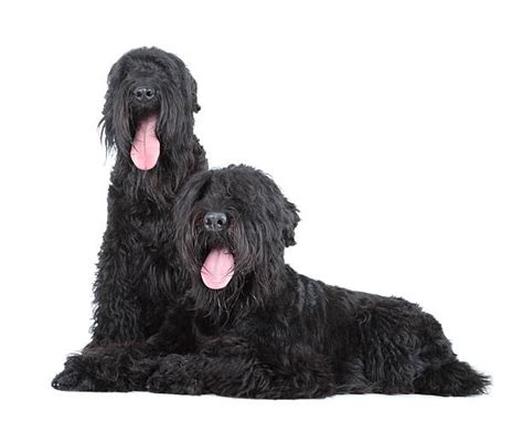 Black Russian Terrier – GoofyTails