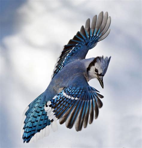 National Geographic | Blue jay bird, Jay bird, Blue jay