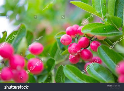 Carunda Karonda Diarrhea Sore Throat Ear Stock Photo (Edit Now) 641938402