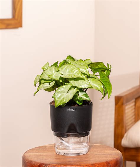 KYARI Syngonium Pixie White + Water 4" Pot- Black – shop.kyari