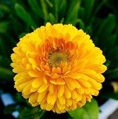 modernseed Genda phool Seed Price in India - Buy modernseed Genda phool ...