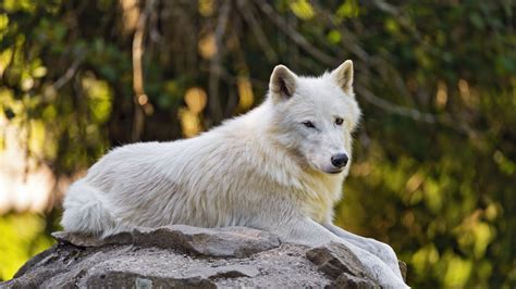 Download wallpaper 1920x1080 arctic wolf, wolf, white, stone, blur full ...
