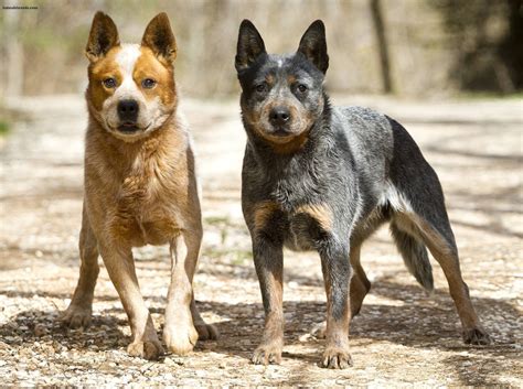 What Is The Difference Between A Queensland Heeler And An Australian ...