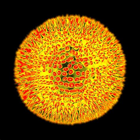 Bildergebnis für rubella virus