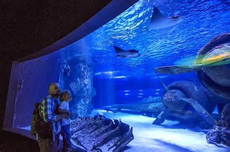 Georgia Aquarium in Atlanta - One of the World’s Largest Aquariums - Go ...
