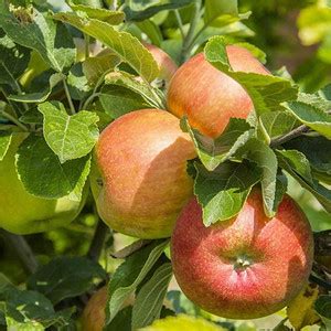 Cloud Farm Apple Plant Price in India - Buy Cloud Farm Apple Plant ...