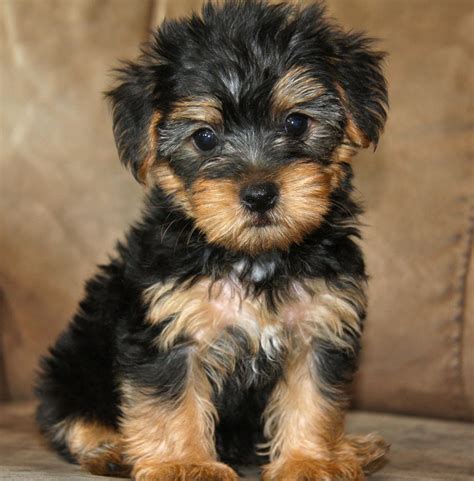White Yorkie And Poodle Mix