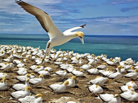 New Zealand’s Wonderful Wildlife - New Zealand In Depth