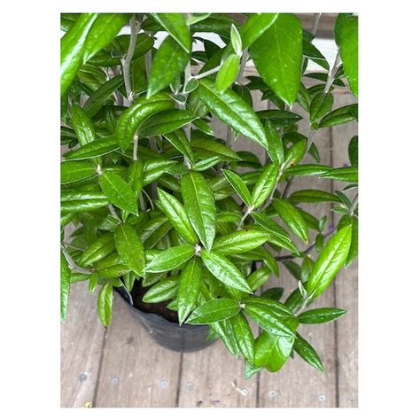 Corokia 'Geentys Giant' | Seeding