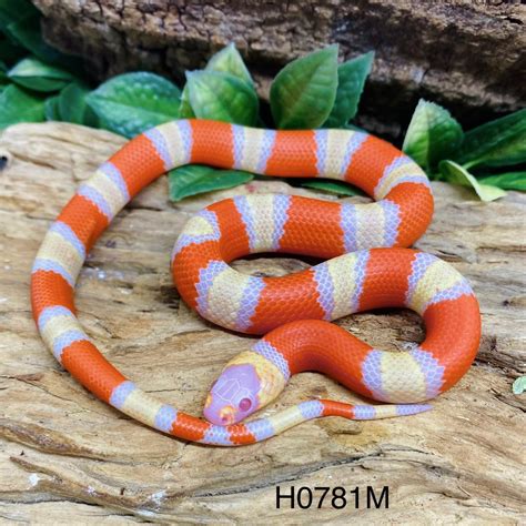 Honduran Milk Snake