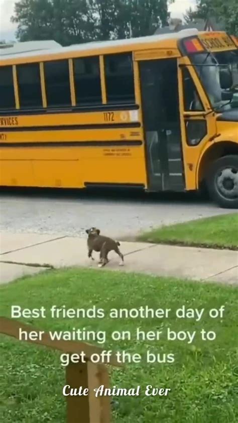 Funniest cats and dogs - One News Page VIDEO