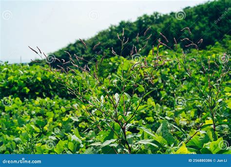 Bella Rama Con Flores Rosas. Foto de archivo - Imagen de madera, medicinal: 256880386