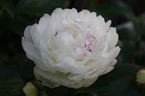 Top 5 Meaning of Dream of White Carnation - Dream Meaning