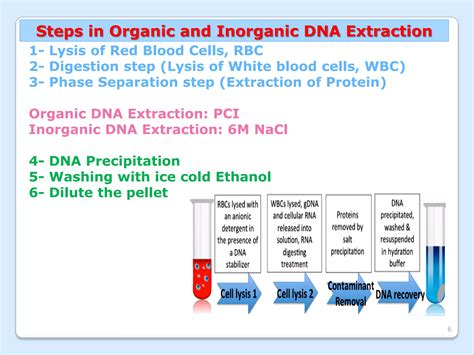 DNA Extraction Methods | PDF