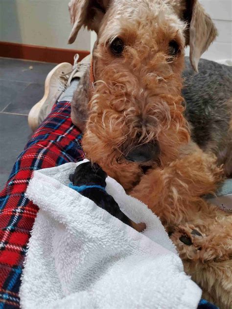 Airedale Terrier Puppies For Sale