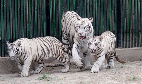 White Tiger Cubs With Mother