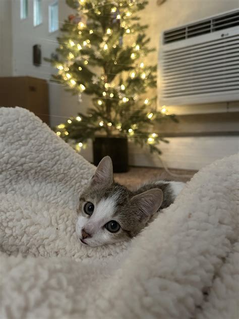 Calico tabby mix? : r/kittens