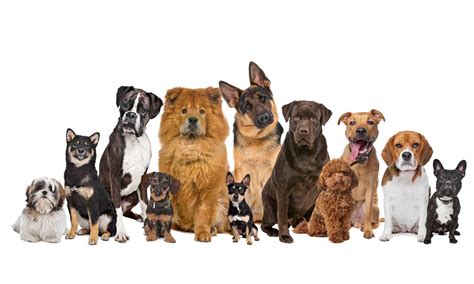 What Were Shiba Inus Bred For? Uncovering the History and Purpose of this Beloved Breed