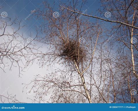 Crow. Nest Crow on the Tree, Eurasian Magpie. Nest of Crows in the Yard. Bare Tree Branches on a ...