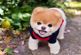 Image result for Cutest Dog in the World Real