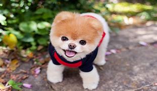 Image result for Boo Cutest Dog in World