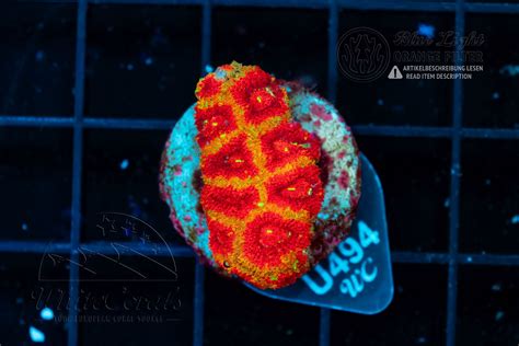 Acanthastrea (Micromussa) Fire Starter (Filter)-LPS2_251017_216