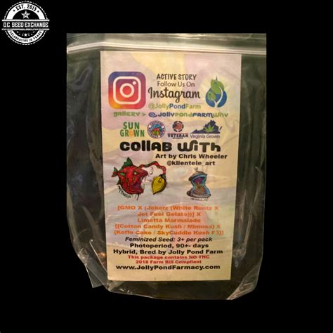 Washout Marmalade ([GMO x Jokerz] x Limetta Marmalade) 3 Feminized ...