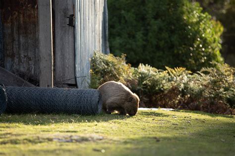 Maria Island Tasmania: 15 Incredible Things to Do – We Seek Travel Blog